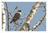 Jaseur boral - Bohemian Waxwing - Bombycilla garrulus - le 6 mai (Laval Qubec)
