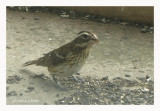 Cardinal  poitrine rose - Rose-breasted Grosbeak - Pheucticus ludovicianus (Laval Qubec)