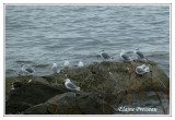 Mouette tridactyle