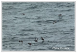 Guillemots à miroir