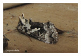 8942 - Autographe rectangle - Syngrapha rectangula (Parc de la Gaspésie)
