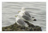 Mouette tridactyle