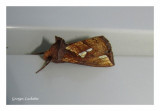 8950 – Noctuelle de Putnam - Plusia putnami