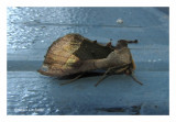 8897 - Noctuelle aux miroirs verts - Diachrysia balluca