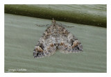 7182 - Arpenteuse verte élancée - Dysstroma citrata