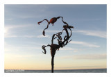 Drôle de plante sur la plage