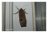 11003.1 - Financée - Noctua pronuba