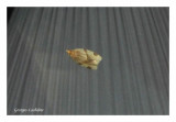 3688 – Garden Tortrix Moth – Clepsis peritana