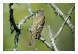 Moucherolle des saules - Willow Flycatcher - Empidonax traillii (Laval Qubec)