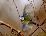 Blue Tit