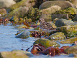 Purple Sandpiper