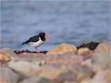 Eurasian Oystercatcher