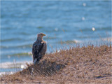 White-tailed Eagle - adult