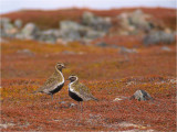 Eurasian Golden Plover