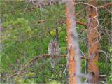 Ural Owl - male