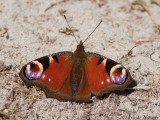 Dagpauwoog - Peacock - Inachis io