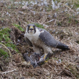 Slechtvalk - Peregrine Falcon - Falco peregrinus