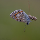 Icarusblauwtje - Common Blue - Polyommatus icarus