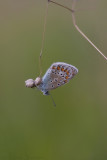 Icarusblauwtje - Common Blue - Polyommatus icarus