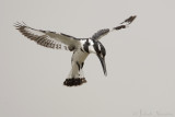 Bonte IJsvogel - Pied Kingfisher - Ceryle rudis