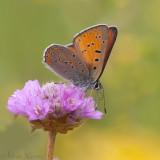 Rode Vuurvlinder - Purple-edged Copper - Lycaena hippothoe