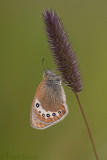Alpenhooibeestje - Alpine Heath - Coenonympha gardetta