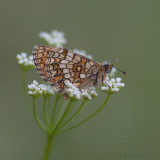  Bosparelmoervlinder - Heath Fritillary - Melitaea athalia