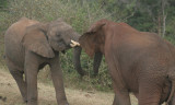 bull elephant fight, The Ark, Kenya