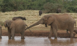 elephants, The Ark, Kenya