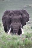 Bull elephant, Ngorongoro, Tanzania