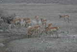 Pronghorn in snow storm