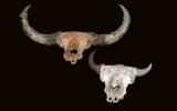 Extinct and living bison compared