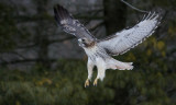 Red-tailed hawk