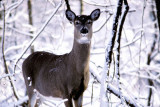 The Riverwood Deer Project: The Year of the Deer