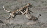 Cheetah male coalition with female