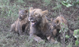 Snarling lioness with cubs