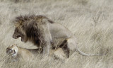 Mating lions, Masai Mara G.R., Kenya