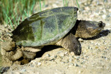 Snapping turtle laying eggs