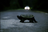 Snapping turtle on road