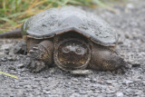 Snapping turtle laying eggs