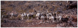 Desert bighorn sheep (print 60X21)