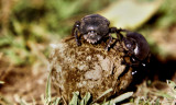 Dung beetle