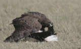Martial eagle with white stork