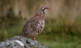 Gallery: Birds of Scotland