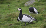 Barnacle goose