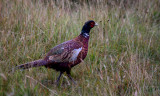 Pheasant