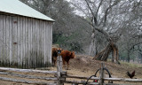 LBJ Ranch