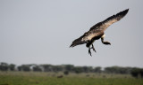 Griffon vulture