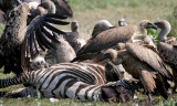 Vultures w zebra carcase