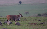 Eland